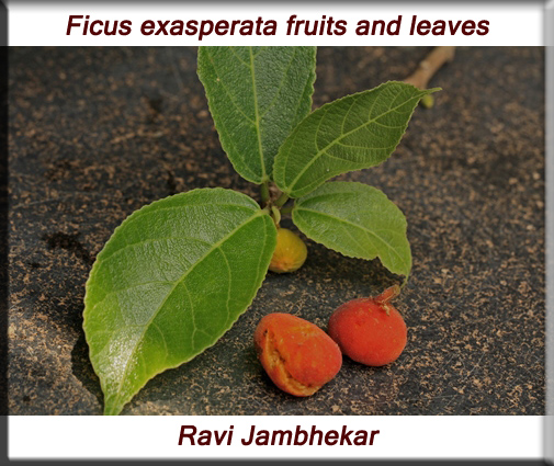 Ficus exasperata fruits and leaves